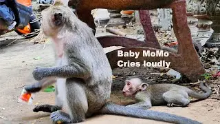 OMG ! Baby Momo cries loudly - when her angry mom not care milk for her