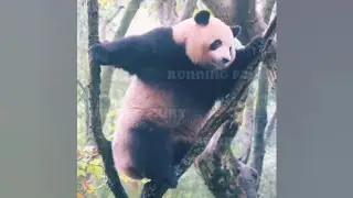 Princess RouRou fell down from the tree before picking up the phone🐼😁|Panda HappyLand