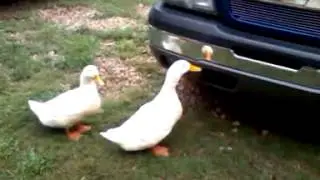 Ducks being cute