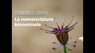 1.2 - Nomenclature binominale