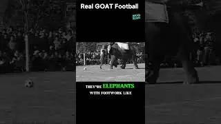 GOAT Debate Settled: Elephants or Messi? #MESSI #GOAT #FOOTBALL #shorts #ronaldo
