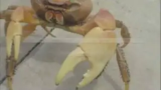 Attack of the Bad Man Crab!