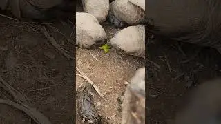 Tortoise scramble for the last cucumber 🥒 🐢