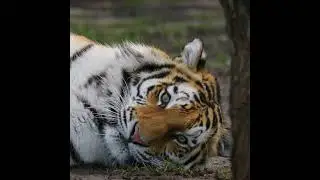 Beautiful Siberian Tiger 🐯 #siberiantiger #tigers #tiger #wildlifevideos #bigcats #tigershort