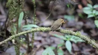キムネヒメジアリドリ（Ochre-breasted Antpitta）