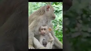 so pity baby monkey luno.....baby luno he is very trying to more drink milk....
