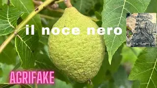 IL NOCE NERO AMERICANO (Juglans nigra)