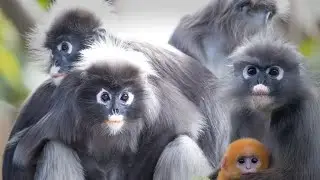 The Adorable Dusky Leaf Monkey | Nature&rsquo;s Gentle Eyed Primate.