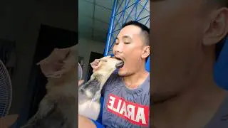 comment your favorite animal?