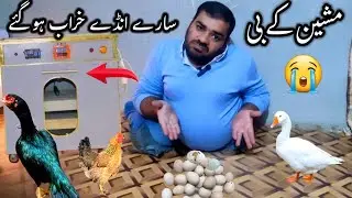 Incubator Ke Sare Ande Kharab Ho Gaye | Hashim Kay parinday