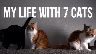 Living in a multi-cat household