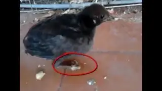 Recuperaci&oacute;n de Pollito Que No Pod&iacute;a Caminar | 