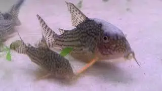 August 16, 2025 corydoras sterbai father and son 