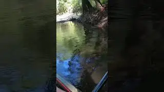 GIANT REDBREAST TOPWATER EXPLOSION!! #breamfishing #kayakfishing #panfish #redbreast #sunfish