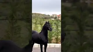 Purosangue arabo