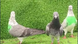 टट्टी रे पंजाबी कबूतर 