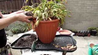 Re potting my very old Thanksgiving Cactus - Schlumbergera truncata Cactus