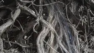 Prophetic Nightmares & Taylor Sturgeon - Are You Afraid You Will Never Be Important?
