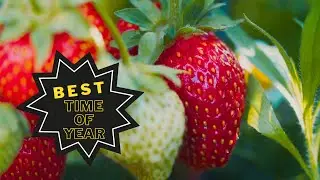 Strawberry Season 🍓 When, Where & Types
