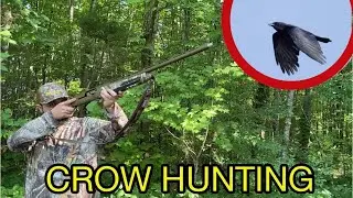 East Tn Crow hunt (crows everywhere)