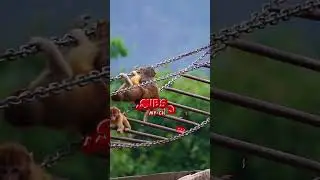 monkey video #cute #monkey  #animals#viral #shorts#monkey #funnyvideos #animals #haha