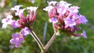Verbena bonariensis - Pretty Verbena - J&aacute;rnurt -  Sumarbl&oacute;m  - Fluga