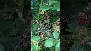 In the blackberry thickets of Čačanska bestrna. 13.08.25 #garden #gardening