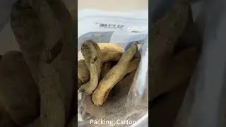 The Secret of Gastrodia elata
