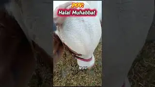 Cattle Lover &hearts;️😘#youtubeshorts#Viral#MAV#cowmandi#ytshorts#animallover