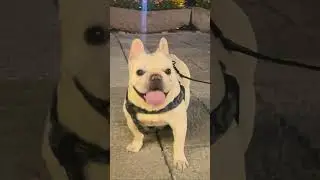 When a Frenchie&rsquo;s zoomies inspire a custom oil painting. Worth every brushstroke! #dog #doglove