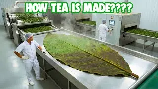 How Tea Is Made 🍵 | Inside a Modern Tea Processing Factory (Full Process)