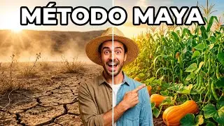 El Secreto Maya Olvidado: 3 Cultivos que se Cuidan Solos (⭐ Recomendado)