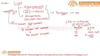 Metformin: Mode of action, adverse effects and uses