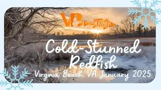 Cold Stunned Redfish