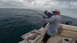 OPPORTUNISTIC PREDATOR