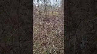 Outlaw Kennels