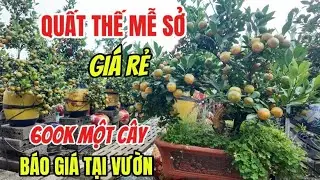 Quất Giá Rẻ 600k Một Cây Quất Siêu To Khổng Lồ Tại Thiết Trụ Mễ Sở Hưng Yên Tết 2026