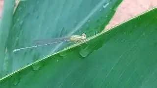 Common bluetail /Senegal golden dartlet Female Damsel Fly - Form Hetero Morph