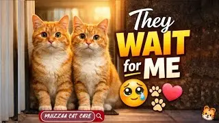 Every Single Day, Two Cute Cat Siblings Wait Just for Me🐾💕