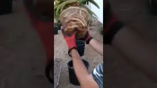 Aloe Tree Transplating 🌴➡️⚱️ Medium To Large Vase