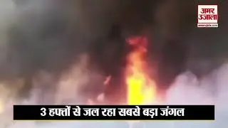 Amazon forest fire
