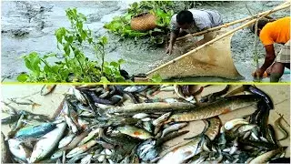 Fishing in Pond, Sylhet | 27 July 2023 | Aman Hossen.