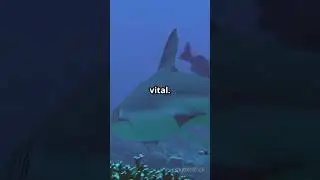 Sharks: The Ocean's Unsung Heroes!