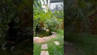 Koi fish pond | Kerala | Natural landscape
