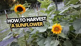 How to Harvest a sunflower and use the whole plant   Root to seeds