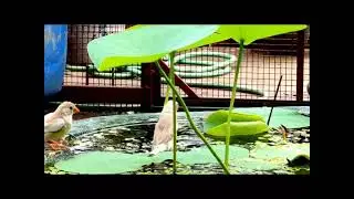 Our terrace Garden and Birds Aviary......African love birds|Finches|Cocatail|Budgie's|