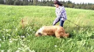 Briard Monika - tracking 3.08.2010