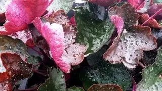 Best Perennials - Heuchera Carnival Black Olive (Coral Bells)