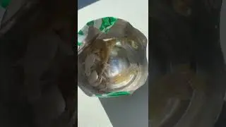 Ghost Shrimp pump and fly