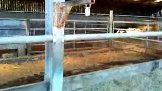 Real life chicken run!!